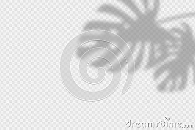 Shadow overlay of monstara leaves. Transparent overlay shadow effect from palm leaf. Realistic soft light effect of shadows Vector Illustration